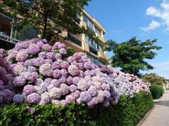 183 D23 BORMES LES MIMOSAS 1_000035